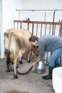 Vlasta Milking Jersey Cows