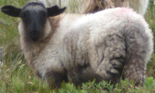 West Ireland Sheep