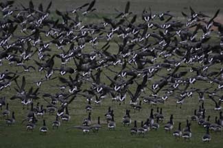 Wexford Wildfowl Reserve - Wexford County Wexford Ireland