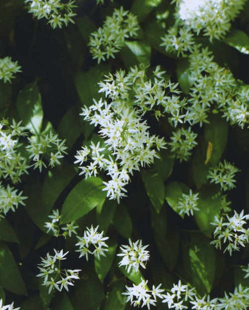 Wild Garlic