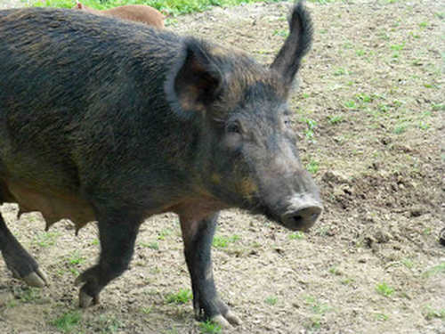 Ballinwillin Wild Boar