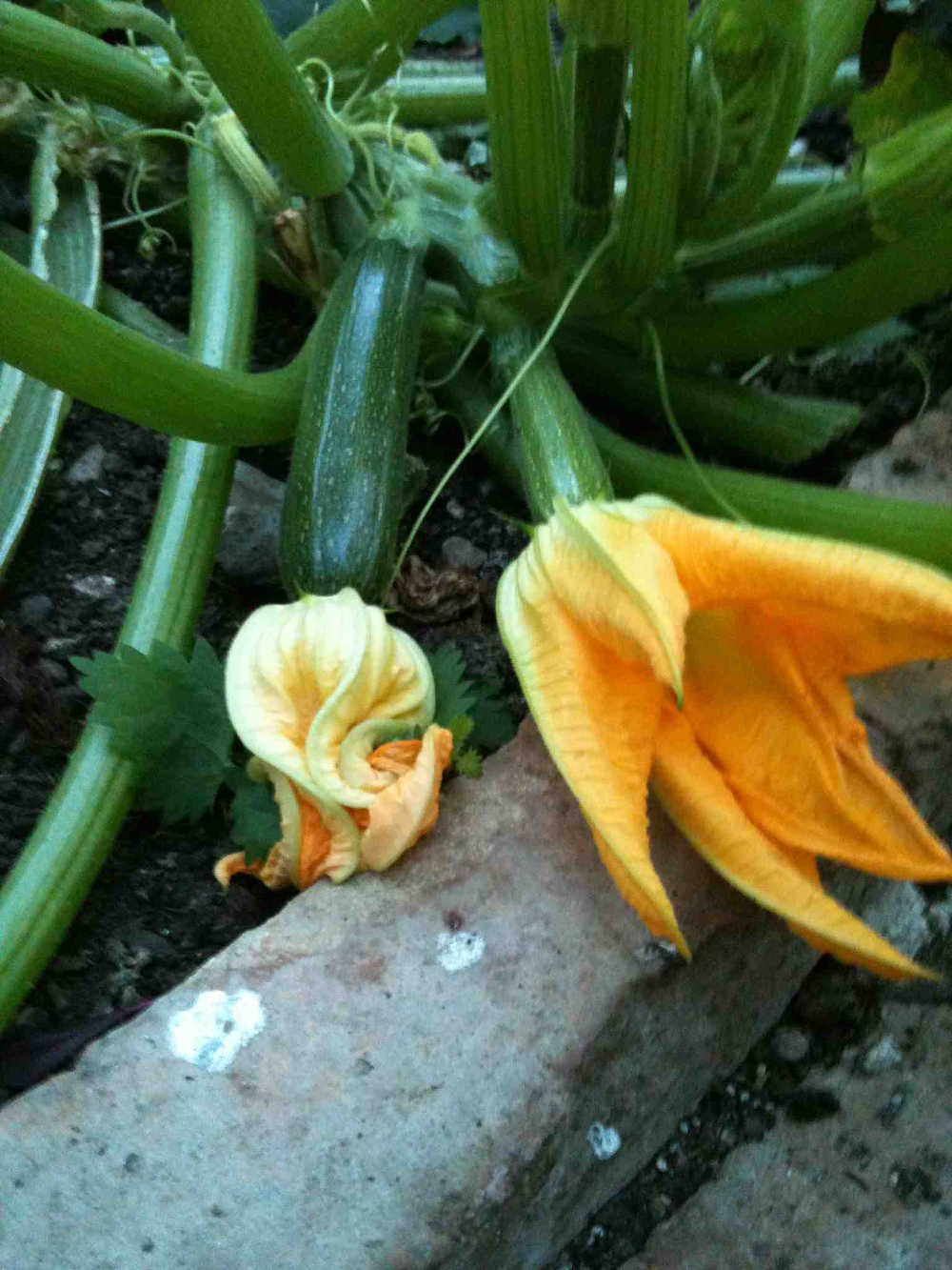 Beech Hill Country House Hotel - Courgettes