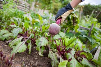 Grow It Yourself - Beetroot