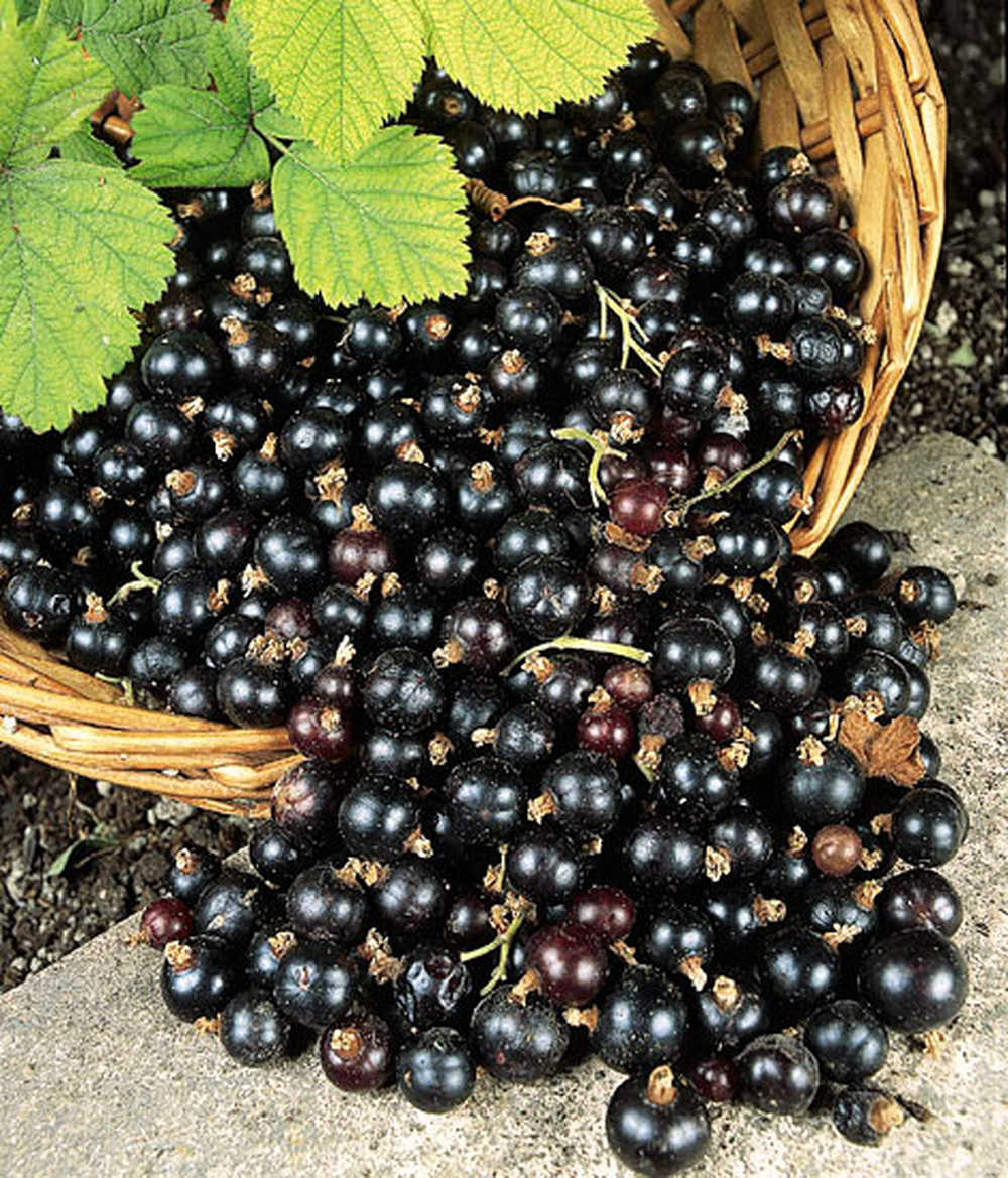 Blackcurrants