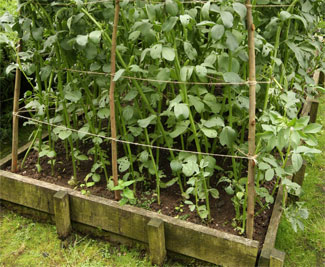 BROAD BEANS