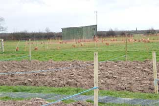 Castlefarm Athy County Kildare Ireland - Chickens & Allotments