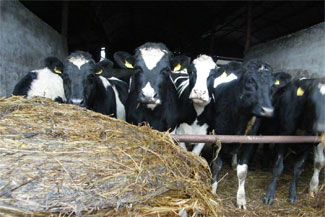 Castlefarm Athy County Kildare Ireland - Cows