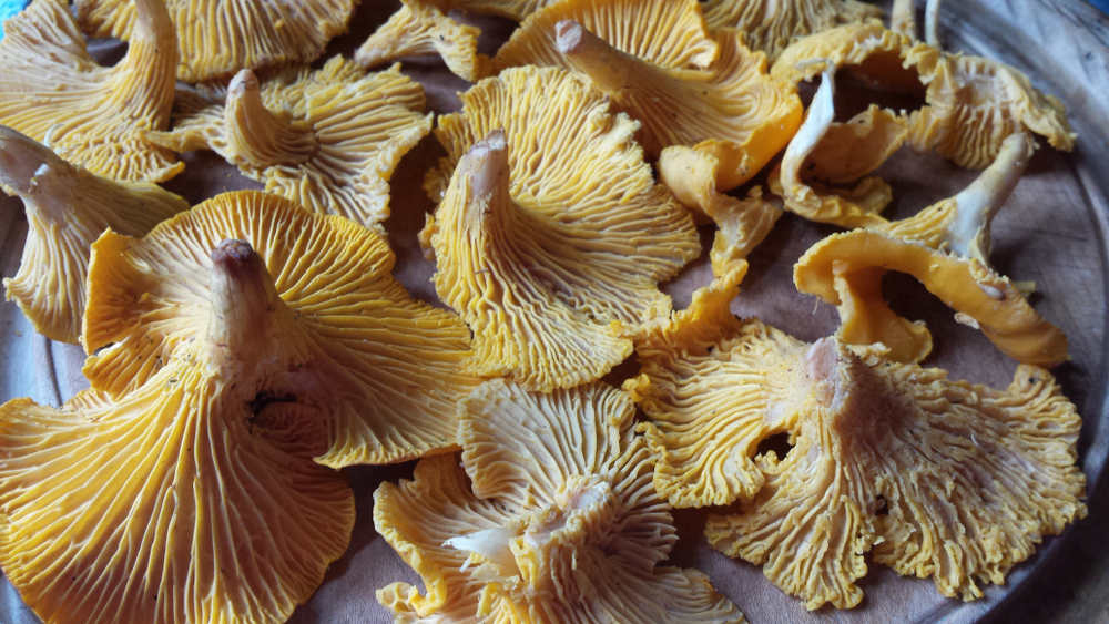 Chantrelles in October