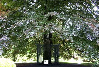 Coole Park - Gort County Galway Ireland