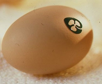 Egg