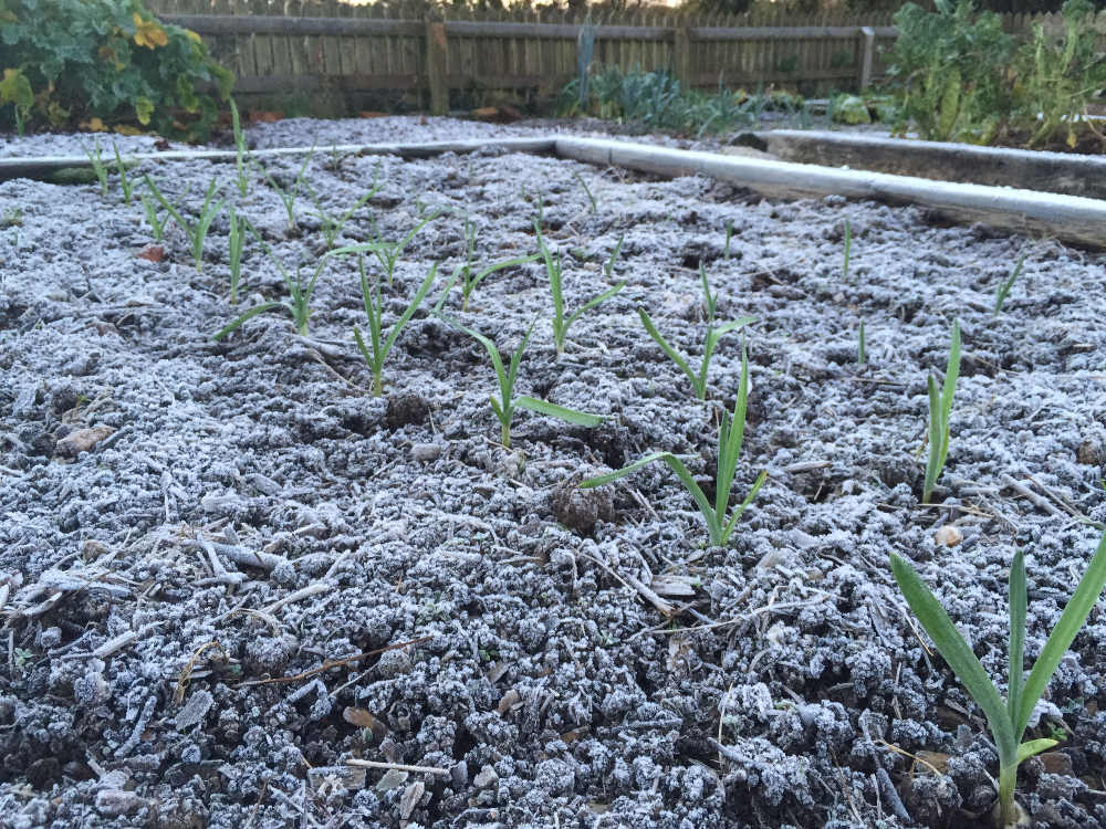 Garlic in Winter