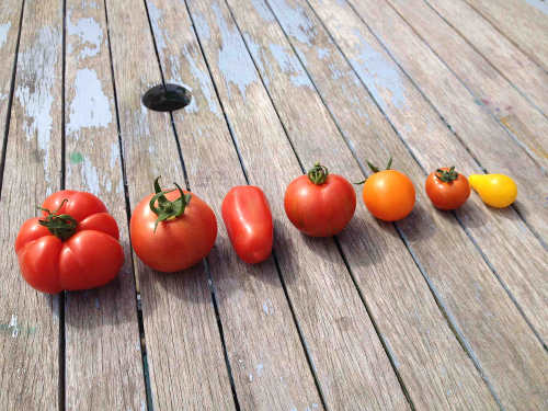 Tomatoes