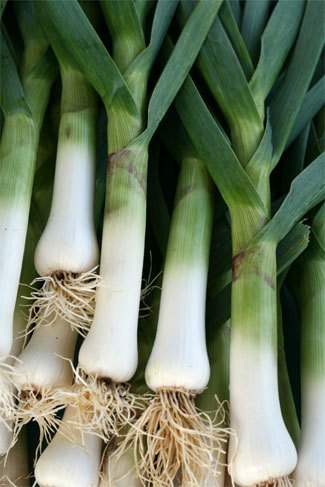 Leeks - GIY Ireland