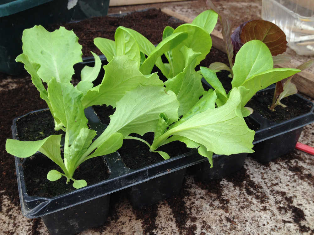 Lettuce seedlings