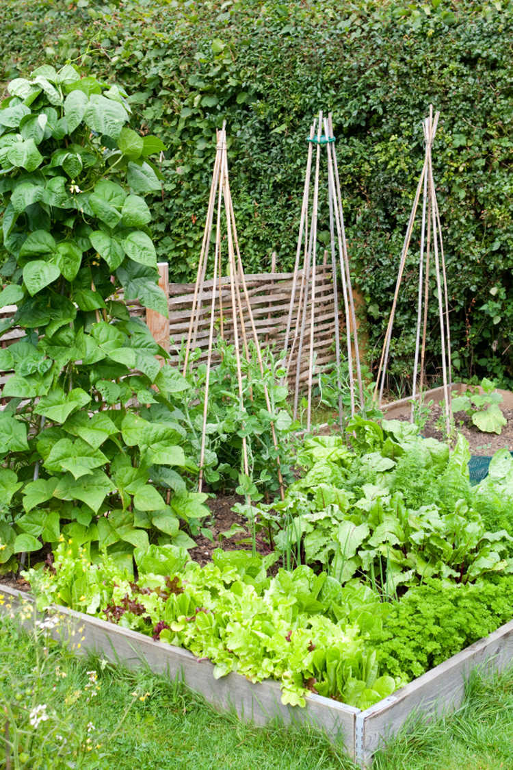 Raised Bed