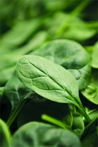 Spinach