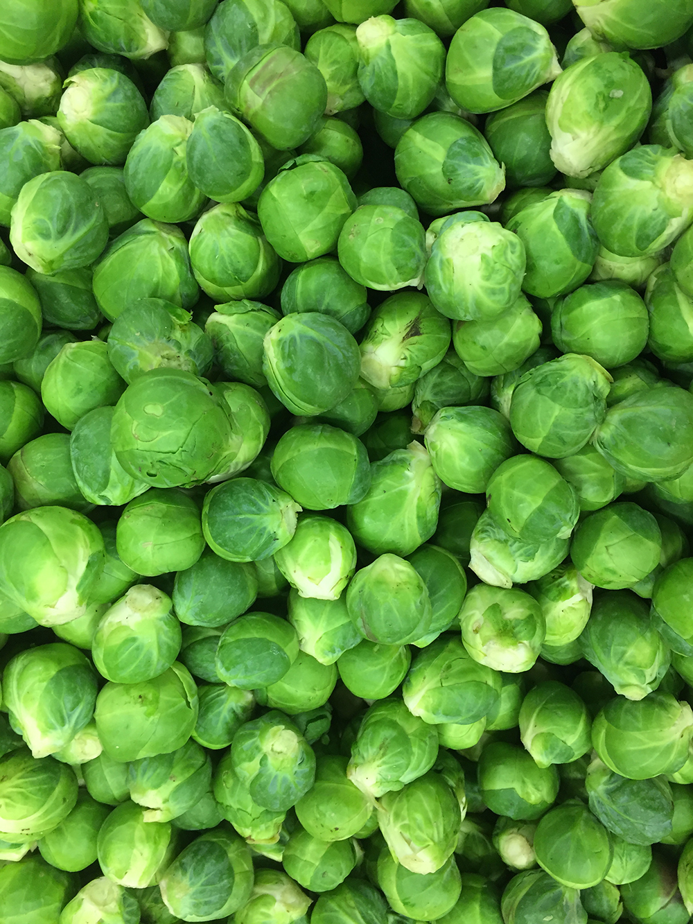 sprouts