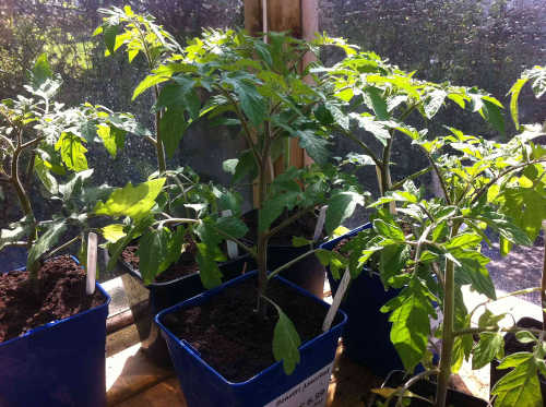 Tomato Seedlings