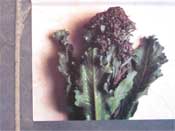 Purple Sprouting Broccoli