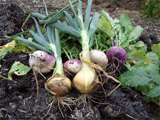 Onions & Turnips