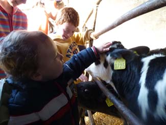 Castle Farm - Calves