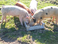 Pigs - Castlefarm County Kildare Ireland