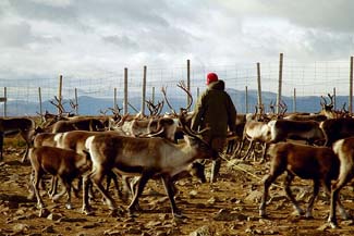 Sami - Reindeer Herding