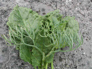 Sea Spinach with Samphire