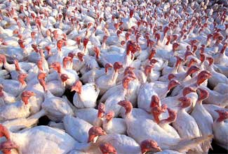 Commercial Turkey Farming