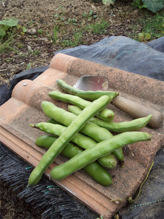 Broad Beans