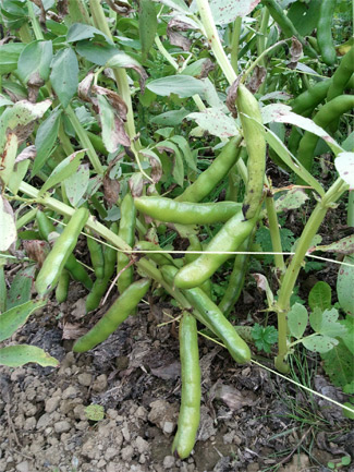Broad Beans Growing