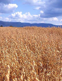Oats Field - Flahavans