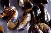 Mussels