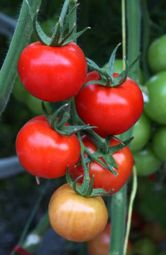 Grow it Yourself - Tomatoes