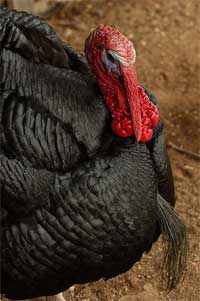 Norfolk Black Turkey